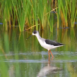 Birding hotspot sangli