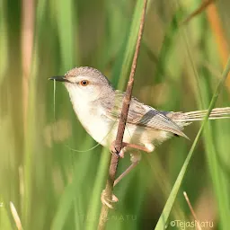 Birding hotspot sangli