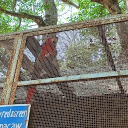 Birds cage