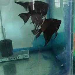 Black Pearl - Fish Aquariuam