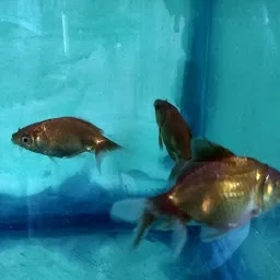 Black Pearl - Fish Aquariuam