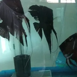 Black Pearl - Fish Aquariuam