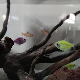 Blue World Aquarium | Fish Aquarium Indirapuram, Ghaziabad