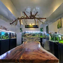 Blues Aquarium ™ Aquascaping, Planted Aquarium Vellore