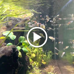 Blues Aquarium ™ Aquascaping, Planted Aquarium Vellore