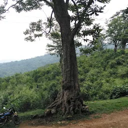 Bonacadu Valiyakunnu