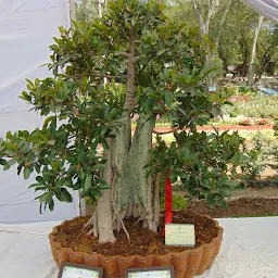 Bonsai Club, Bhopal