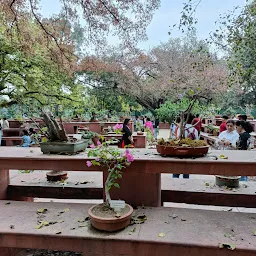 Bonsai Garden (Amrit udyan)