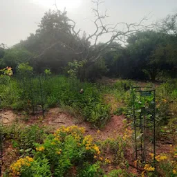 Sri Kotla Vijaybhaskar Reddy Botanical Garden