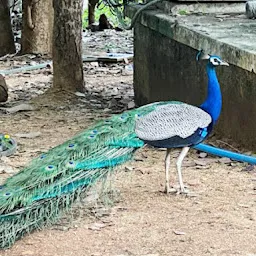 Sri Kotla Vijaybhaskar Reddy Botanical Garden