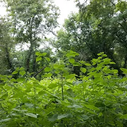 BOTANICAL GARDEN,DEPARTMENT OF BOTANY,OSMANIA UNIVERSITY