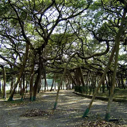 Botanical Garden Ramkrishna Vivekanand Ashram