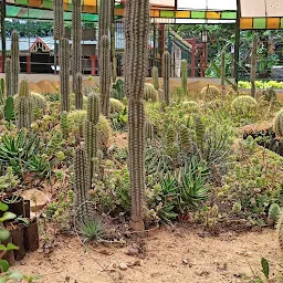 Cactus Garden