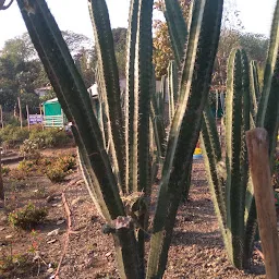 Cactus Garden