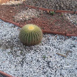 Cactus Garden