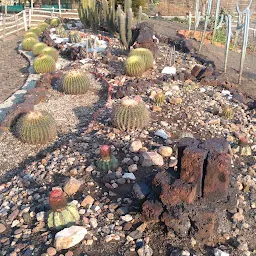 Cactus Garden