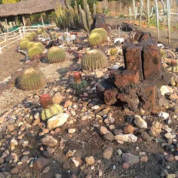 Cactus Garden