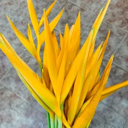 Carnation Florist | Best Florist in Jorhat