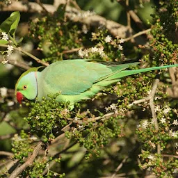Chamla Birding Area