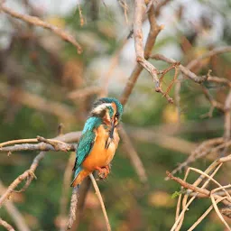 Chamla Birding Area