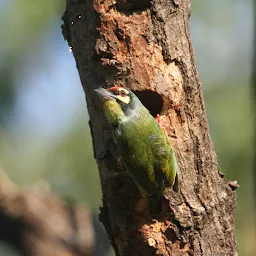 Chamla Birding Area