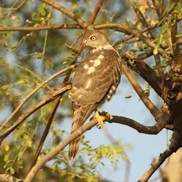 Chamla Birding Area