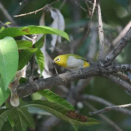 Chamla Birding Area