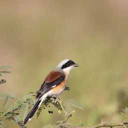 Chamla Birding Area