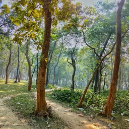 Chandur Forest