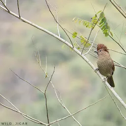 Chanfi, chaffi birding point