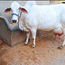 Chaudhary Dairy Farm