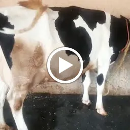 Chaudhary Dairy Farm