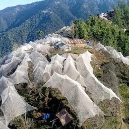 Chauhan Apple Garden