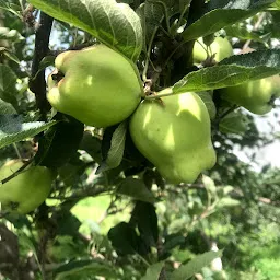 Chauhan Apple Garden