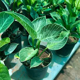 chennai green nursery