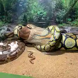 Chennai Snake Park