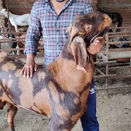 Chetan Goat Farm