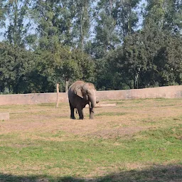 Chhatbir Zoo