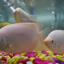Chhattisgarh Fish Aquarium