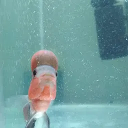 Chill Pets Aquarium