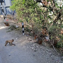 Chilla Safari Zone Rajaji National Park