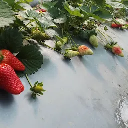 Chimney strawberries garden & Park (IOF)