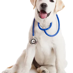 chnadigarh pet care and clinic