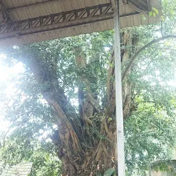 Chottanikkara Bhagavathy Temple