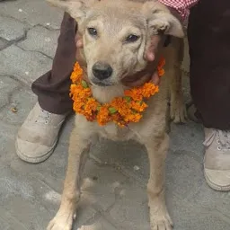 CITY PET CLINIC