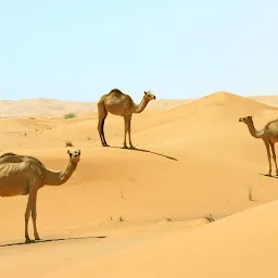 Sand world of thar desert resort