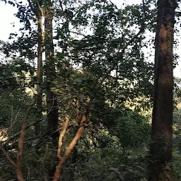Corbett Jungle Safari