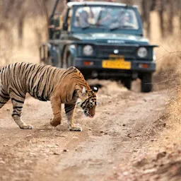 Corbett Paws Safari