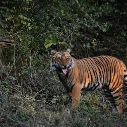 Corbett Paws Safari