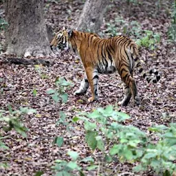 Corbett Reservation